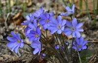Jaterník podléška (Hepatica nobilis)