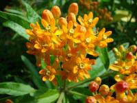 Klejicha hlíznatá (Asclepias tuberosa)
