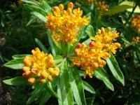 Klejicha hlíznatá (Asclepias tuberosa)