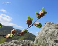 Buk lesní (Fagus sylvatica)