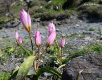 Tulipán skalní (Tulipa saxatilis)
