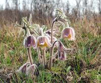 Poniklec lúčny maďarský (Pulsatilla pratensis subsp hungarica)