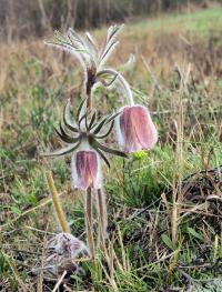 Poniklec lúčny maďarský (Pulsatilla pratensis subsp hungarica)