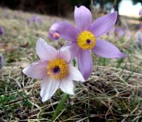 Poniklec veľkokvetý (Pulsatilla grandis)