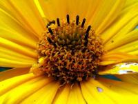 Janeba drsná (Heliopsis helianthoides)