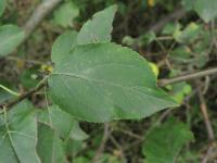 Jabloň lesní (Malus sylvestris)