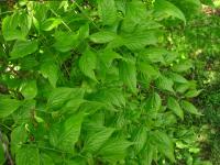 Břestovec západní (Celtis occidentalis)