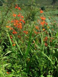 Montbrécie (Crocosmia x crocosmiiflora)