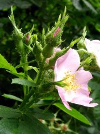 Růže vinná (Rosa rubiginosa)