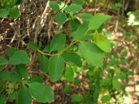 Tavolník van Houtteův (Spiraea x vanhouttei)