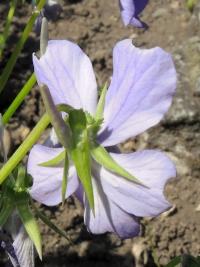 Violka rohatá (Viola cornuta)
