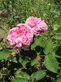 Růže stolistá (Rosa x centifolia)