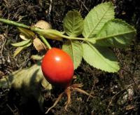 Růže podhorská chlumní (Rosa dumalis subsp subcollina)