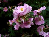 Růže štětinatá (Rosa setigera)