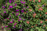 Netýkavka Wallerova (Impatiens walleriana)