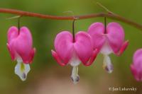 Srdcovka nádherná (Lamprocapnos spectabilis)