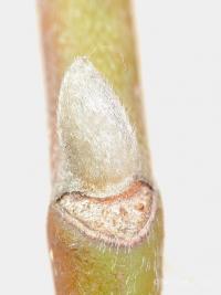 Šácholan Soulangeův (Magnolia x soulangeana)