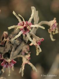 Vilín japonský (Hamamelis japonica)