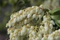 Pieris japonská (Pieris japonica)