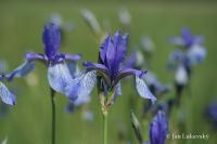 Kosatec sibiřský (Iris sibirica)