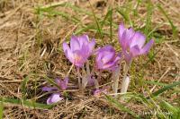 Ocún jesenní (Colchicum autumnale)