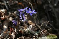 Jaterník podléška (Hepatica nobilis)