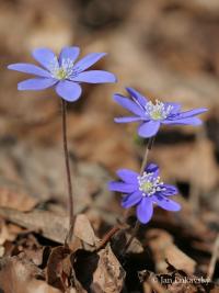 Jaterník podléška (Hepatica nobilis)