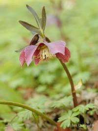 Čemeřice nachová (Helleborus purpurascens)