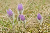 Koniklec velkokvětý (Pulsatilla grandis)