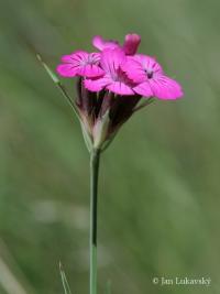 Hvozdík kartouzek širolistý (Dianthus carthusianorum subsp latifolius)