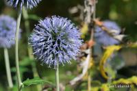 Bělotrn modrý (Echinops ritro)