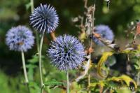 Bělotrn modrý (Echinops ritro)