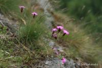 Hvozdík kartouzek sudetský (Dianthus carthusianorum subsp sudeticus)