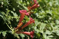 Křivouš kořenující (Campsis radicans)