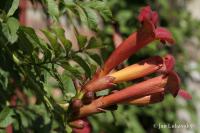 Křivouš kořenující (Campsis radicans)