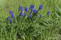 Modřenec arménský (Muscari armeniacum)