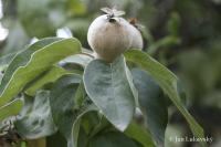 Kdouloň obecná (Cydonia oblonga)