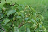 Olše srdčitá (Alnus cordata)