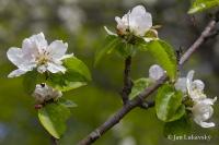 Jabloň domácí (Malus domestica)