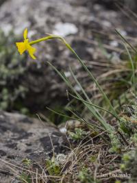 Narcis (Narcissus assoanus)