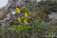 Narcis (Narcissus assoanus)