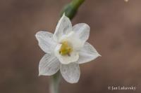 Narcis (Narcissus dubius)