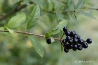 Ptačí zob obecný (Ligustrum vulgare)