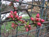 Kdoulovec japonský (Chaenomeles japonica)