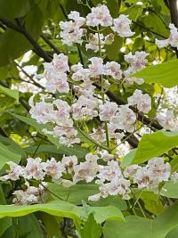 Katalpa trubačovitá (Catalpa bignonioides)
