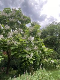 Katalpa trubačovitá (Catalpa bignonioides)