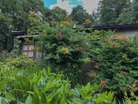Křivouš kořenující (Campsis radicans)