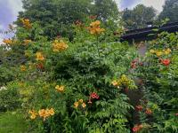 Křivouš kořenující (Campsis radicans)