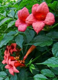 Křivouš kořenující (Campsis radicans)