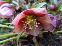 Čemeřice nachová (Helleborus purpurascens)